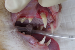 猫 歯 周 病 治療